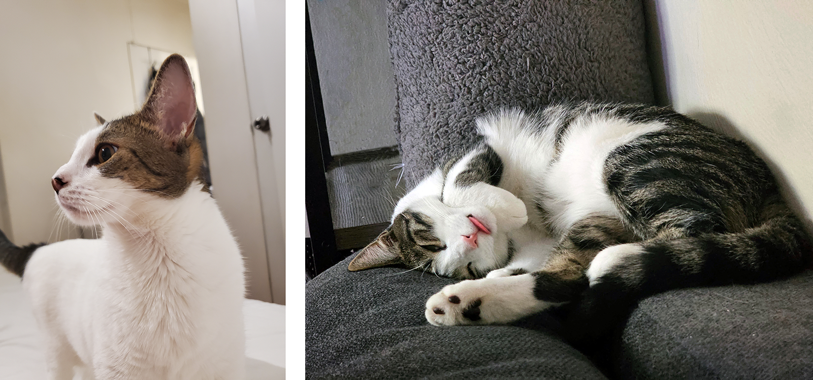 Frankie, a white and gray short hair cat looks to the left on the left hand side. On the right, a white and grey tabby (Mila) lies on her side while blepping