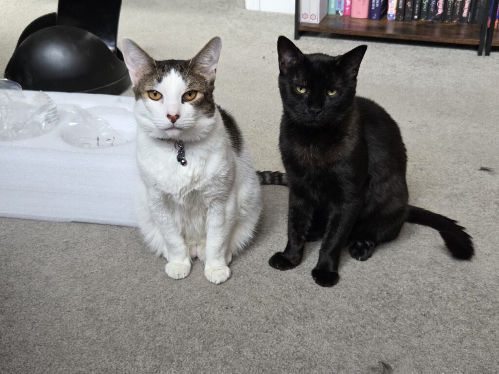Two cats standing side by side. Frankie, a white tabby, is on the left, while Salem, a black cat, is on the right.