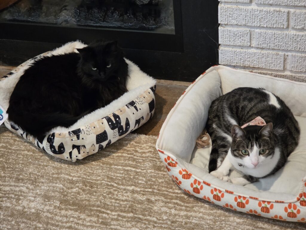 Two cats laying down on cat beds. Benny, at left, is a large fluffy black cat. Mila, at right, is a small grey tabby with a white belly and a cute kerchief.